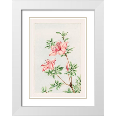 Tsutsuji rhododendron Judicum or azalea White Modern Wood Framed Art Print with Double Matting by Morikaga, Megata