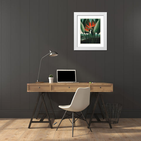 The Queen Plant from The Temple of Flora White Modern Wood Framed Art Print with Double Matting by Thornton, Robert John