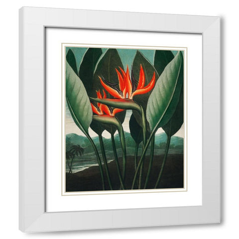 The Queen Plant from The Temple of Flora White Modern Wood Framed Art Print with Double Matting by Thornton, Robert John