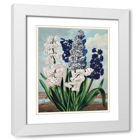 Hyacinths from The Temple of Flora White Modern Wood Framed Art Print with Double Matting by Thornton, Robert John