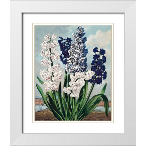 Hyacinths from The Temple of Flora White Modern Wood Framed Art Print with Double Matting by Thornton, Robert John