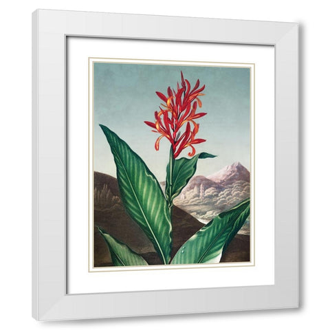Indian Reed from The Temple of Flora White Modern Wood Framed Art Print with Double Matting by Thornton, Robert John