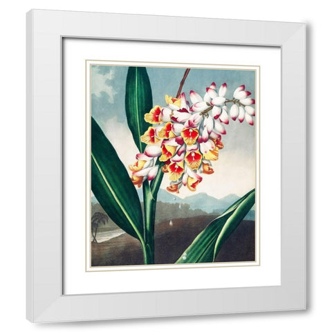 The Nodding Renealmia from The Temple of Flora White Modern Wood Framed Art Print with Double Matting by Thornton, Robert John
