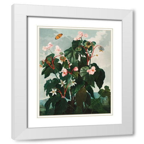 The Oblique Leaved Begonia from The Temple of Flora White Modern Wood Framed Art Print with Double Matting by Thornton, Robert John