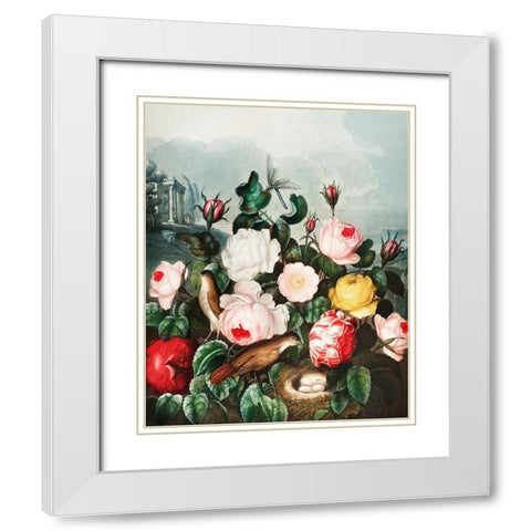 Roses from The Temple of Flora White Modern Wood Framed Art Print with Double Matting by Thornton, Robert John