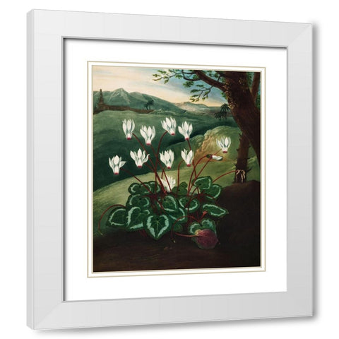 The Persian Cyclamen from The Temple of Flora White Modern Wood Framed Art Print with Double Matting by Thornton, Robert John