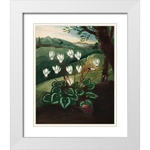 The Persian Cyclamen from The Temple of Flora White Modern Wood Framed Art Print with Double Matting by Thornton, Robert John