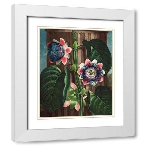 The Quadrangular Passion Flower from The Temple of Flora White Modern Wood Framed Art Print with Double Matting by Thornton, Robert John