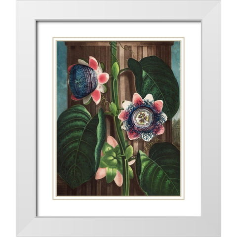The Quadrangular Passion Flower from The Temple of Flora White Modern Wood Framed Art Print with Double Matting by Thornton, Robert John