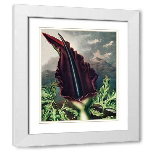 The Dragon Arum from The Temple of Flora White Modern Wood Framed Art Print with Double Matting by Thornton, Robert John