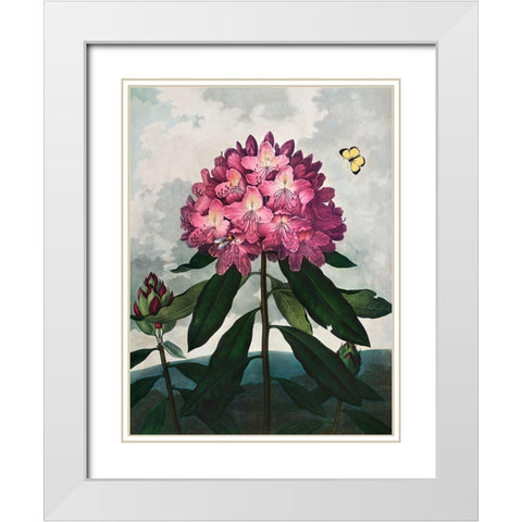 The Pontic Rhododendron from The Temple of Flora White Modern Wood Framed Art Print with Double Matting by Thornton, Robert John