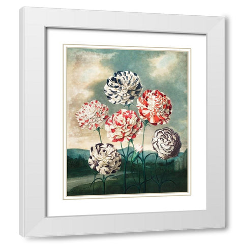 A Group of Carnations from The Temple of Flora White Modern Wood Framed Art Print with Double Matting by Thornton, Robert John