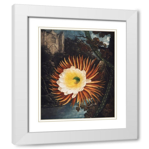 The Night Blowing Cereus from The Temple of Flora White Modern Wood Framed Art Print with Double Matting by Thornton, Robert John