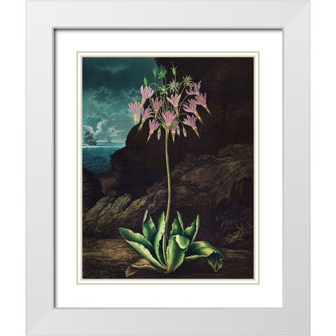 The American Cowslip from The Temple of Flora White Modern Wood Framed Art Print with Double Matting by Thornton, Robert John