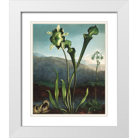 American Bog Plants from The Temple of Flora White Modern Wood Framed Art Print with Double Matting by Thornton, Robert John