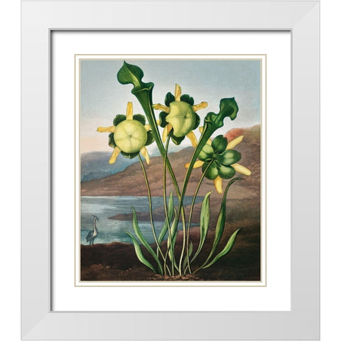 Pitcher Plant from The Temple of Flora White Modern Wood Framed Art Print with Double Matting by Thornton, Robert John