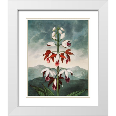 The Chinese Limodoron from The Temple of Flora White Modern Wood Framed Art Print with Double Matting by Thornton, Robert John