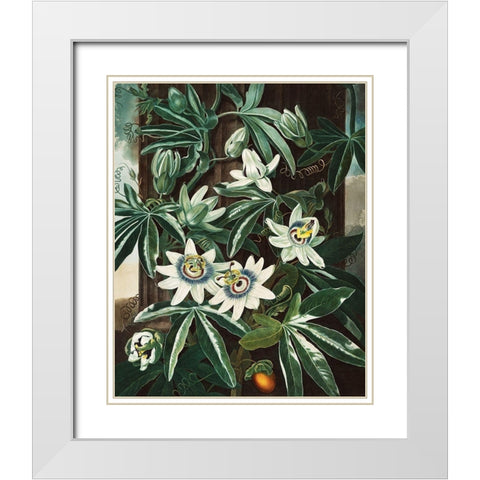 The Passiflora Cerulea from The Temple of Flora White Modern Wood Framed Art Print with Double Matting by Thornton, Robert John
