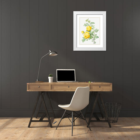 Rosa Hemisphaerica, Yellow Rose of SulfurÂ  White Modern Wood Framed Art Print with Double Matting by Redoute, Pierre Joseph