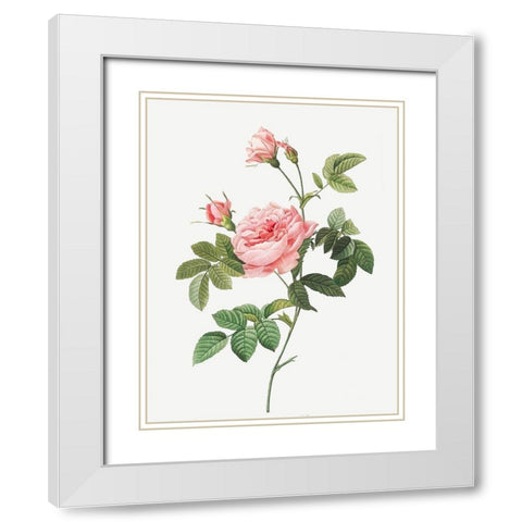 Boursault Rose, Rose Turbine without Thorns, Rosa Inermis White Modern Wood Framed Art Print with Double Matting by Redoute, Pierre Joseph