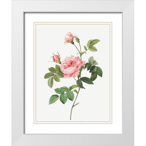 Boursault Rose, Rose Turbine without Thorns, Rosa Inermis White Modern Wood Framed Art Print with Double Matting by Redoute, Pierre Joseph
