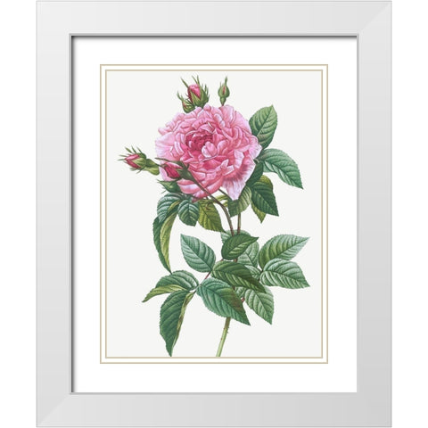 Gallic Rose, Rosa gallica regalis White Modern Wood Framed Art Print with Double Matting by Redoute, Pierre Joseph