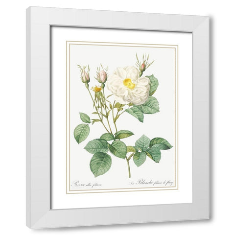 Rosa Alba, White Leaf of Fleury, Rosa alba foliacea White Modern Wood Framed Art Print with Double Matting by Redoute, Pierre Joseph