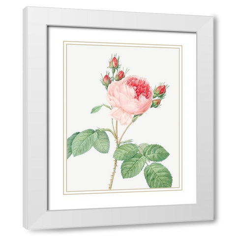 Cabbage Rose, One Hundred Leaved Rose, Rosa centifolia White Modern Wood Framed Art Print with Double Matting by Redoute, Pierre Joseph