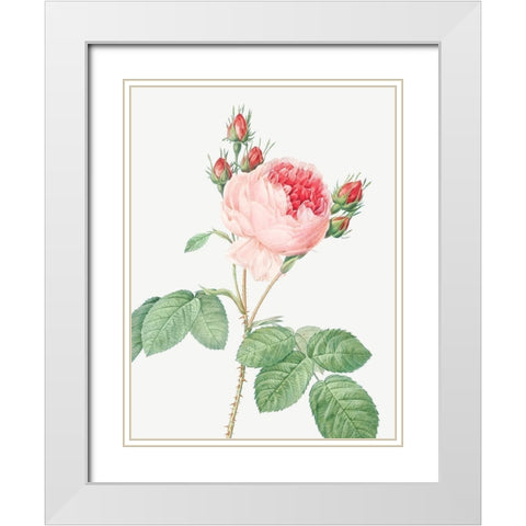 Cabbage Rose, One Hundred Leaved Rose, Rosa centifolia White Modern Wood Framed Art Print with Double Matting by Redoute, Pierre Joseph