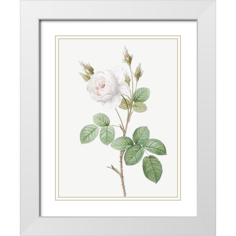 White Moss Rose, Misty Roses with White Flowers, Rosa muscosa alba White Modern Wood Framed Art Print with Double Matting by Redoute, Pierre Joseph