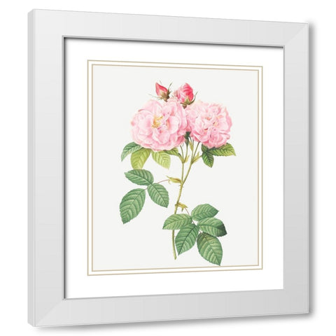 Italian Damask Rose, Four Seasons of Italy, Rosa damascena Italica White Modern Wood Framed Art Print with Double Matting by Redoute, Pierre Joseph