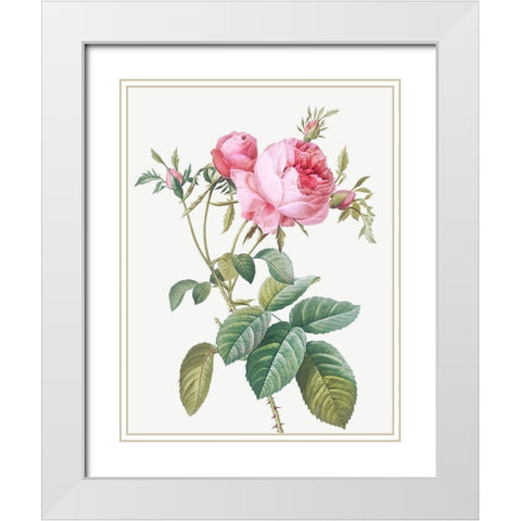 Rose de Mai, Rosa centifolia foliacea White Modern Wood Framed Art Print with Double Matting by Redoute, Pierre Joseph