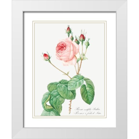 Cabbage Rose, Rosebush with Lettuce Leaves, Rosa centifolia bullata White Modern Wood Framed Art Print with Double Matting by Redoute, Pierre Joseph