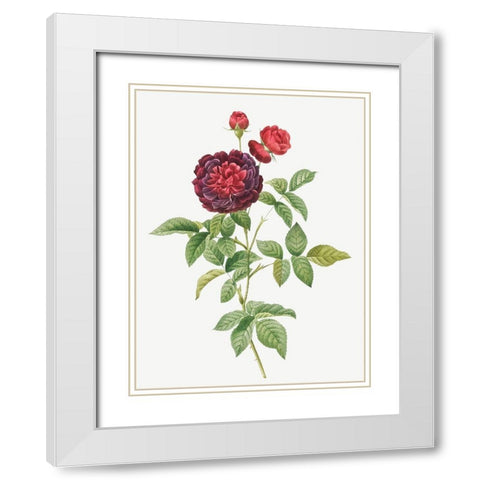 Guerins Rose, One Hundred-Leaved Rose, Rosa gallica gueriniana White Modern Wood Framed Art Print with Double Matting by Redoute, Pierre Joseph