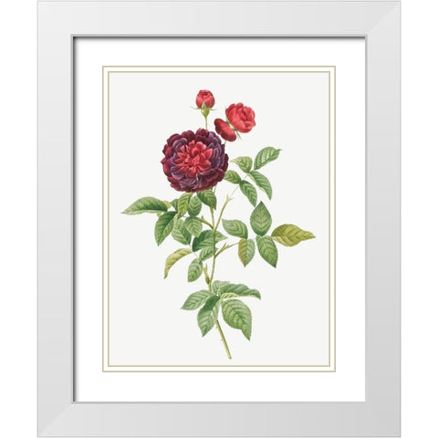 Guerins Rose, One Hundred-Leaved Rose, Rosa gallica gueriniana White Modern Wood Framed Art Print with Double Matting by Redoute, Pierre Joseph