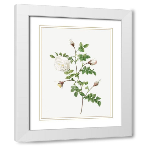 Silver Flowered Hispid Rose, Rosa hispida argentea White Modern Wood Framed Art Print with Double Matting by Redoute, Pierre Joseph