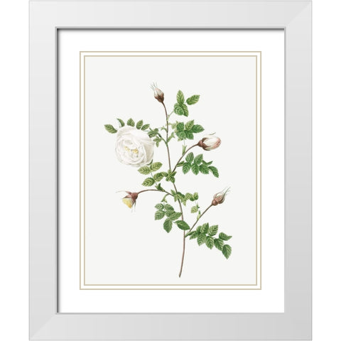 Silver Flowered Hispid Rose, Rosa hispida argentea White Modern Wood Framed Art Print with Double Matting by Redoute, Pierre Joseph