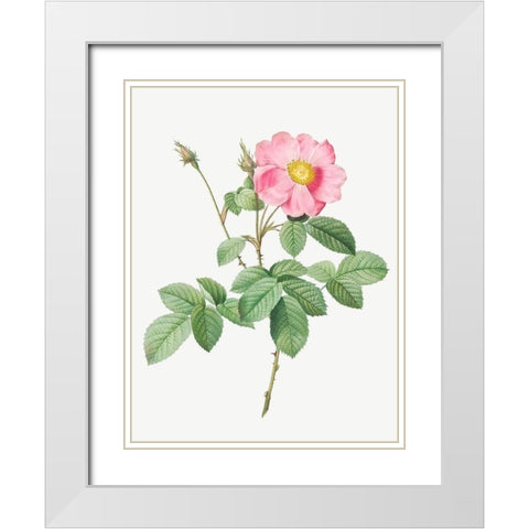 Single Flowered Cabbage Rose, Rosa centifolia simplex White Modern Wood Framed Art Print with Double Matting by Redoute, Pierre Joseph