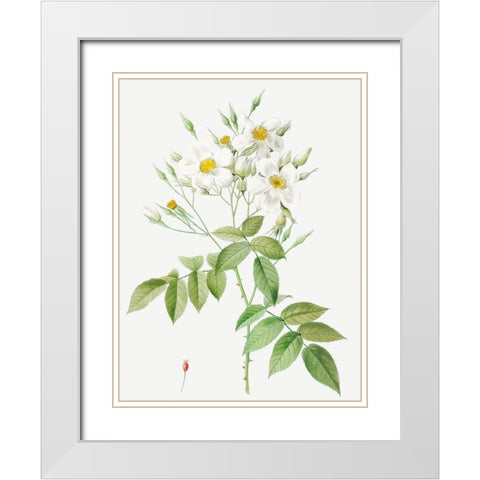 Musk Rose, Rosa moschata White Modern Wood Framed Art Print with Double Matting by Redoute, Pierre Joseph