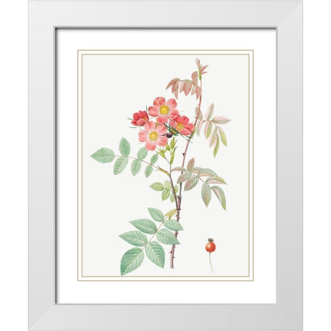Redleaf Rose, Rosebush with Reddish Leaves, Rosa rubrifolia White Modern Wood Framed Art Print with Double Matting by Redoute, Pierre Joseph