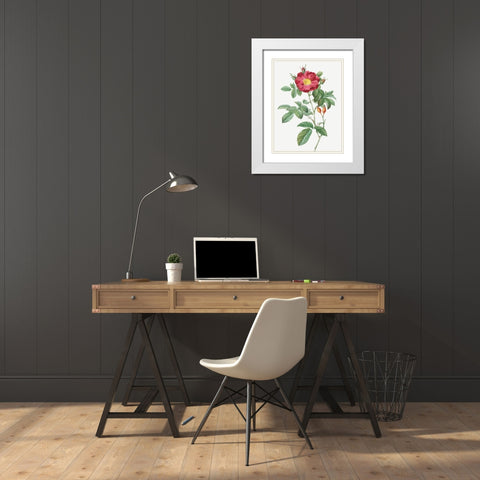 Red Portland Rose, Rosa damascena coccinea White Modern Wood Framed Art Print with Double Matting by Redoute, Pierre Joseph