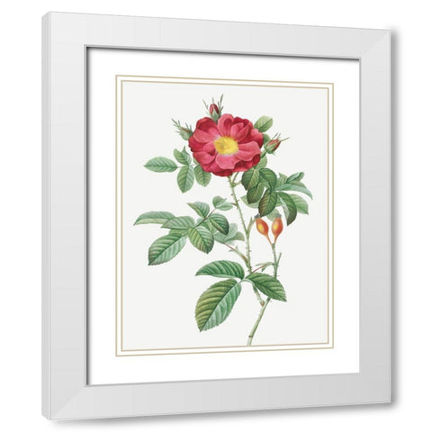 Red Portland Rose, Rosa damascena coccinea White Modern Wood Framed Art Print with Double Matting by Redoute, Pierre Joseph