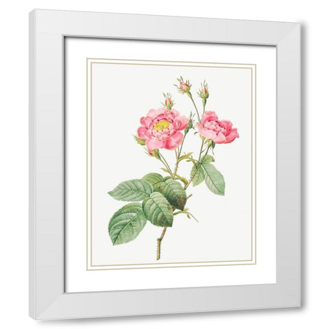 Rosa centifolia anemonoides, The Anemone Centuries White Modern Wood Framed Art Print with Double Matting by Redoute, Pierre Joseph