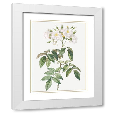 Musk rose, Rosa moschata flore semi pleno White Modern Wood Framed Art Print with Double Matting by Redoute, Pierre Joseph