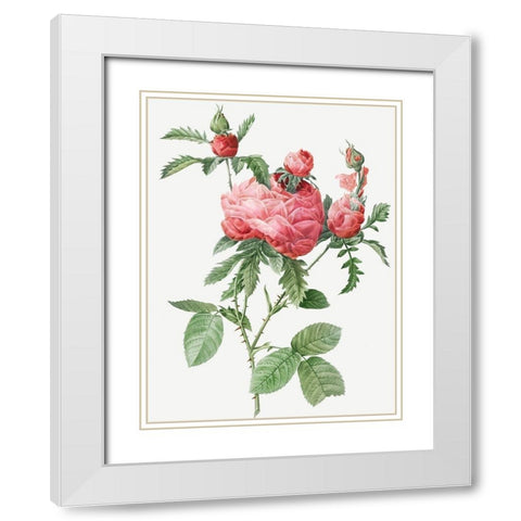 Cabbage Rose bloom, One Hundred Leaved Rose, Rosa centifolia prolifera foliacea White Modern Wood Framed Art Print with Double Matting by Redoute, Pierre Joseph