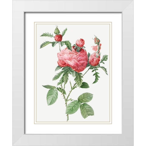 Cabbage Rose bloom, One Hundred Leaved Rose, Rosa centifolia prolifera foliacea White Modern Wood Framed Art Print with Double Matting by Redoute, Pierre Joseph