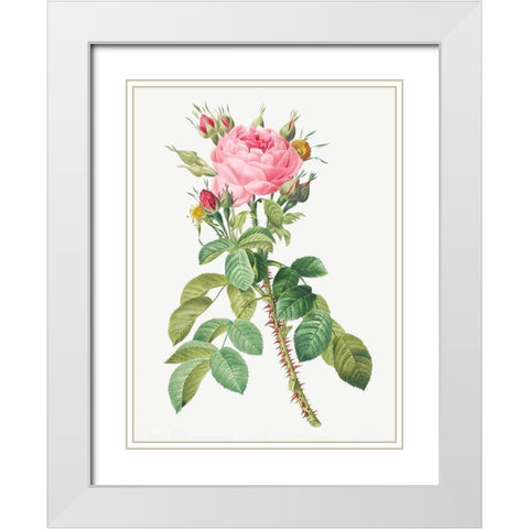 Rosa bifera macrocarpa, Lelieurs Four Seasons Rose White Modern Wood Framed Art Print with Double Matting by Redoute, Pierre Joseph
