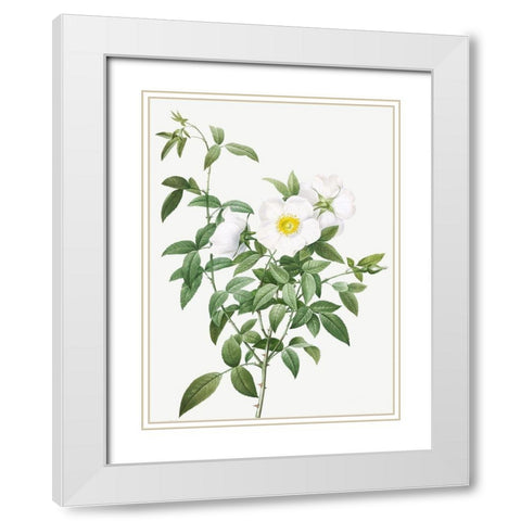 Cherokee Rose, White Rose of Snow, Rosa Nivea White Modern Wood Framed Art Print with Double Matting by Redoute, Pierre Joseph