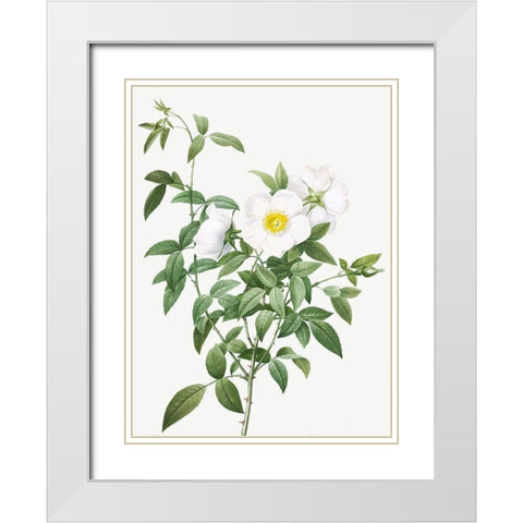 Cherokee Rose, White Rose of Snow, Rosa Nivea White Modern Wood Framed Art Print with Double Matting by Redoute, Pierre Joseph