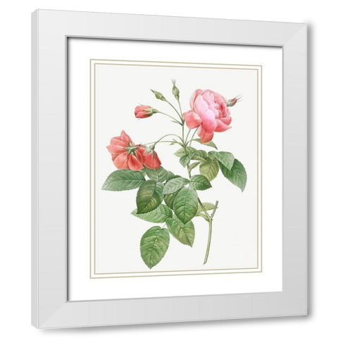Boursault Rose, Rosebush with Leaning Buttons with Semi-Double Flowers White Modern Wood Framed Art Print with Double Matting by Redoute, Pierre Joseph